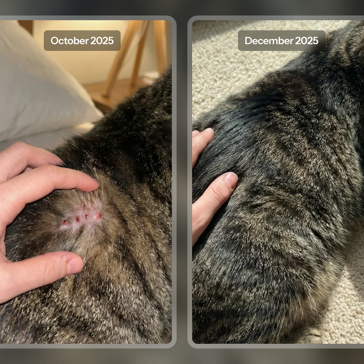 Healthy Petz Premium Cat Collagen