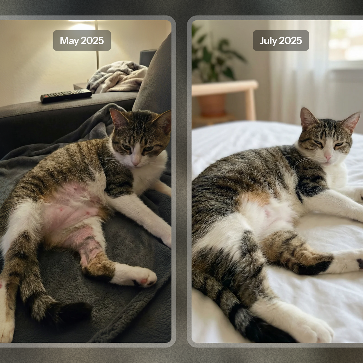 Healthy Petz Premium Cat Collagen