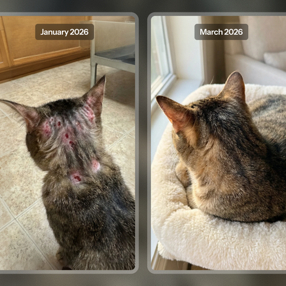 Healthy Petz Premium Cat Collagen